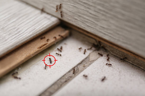 Best Termite Control Services  in Wagener, SC