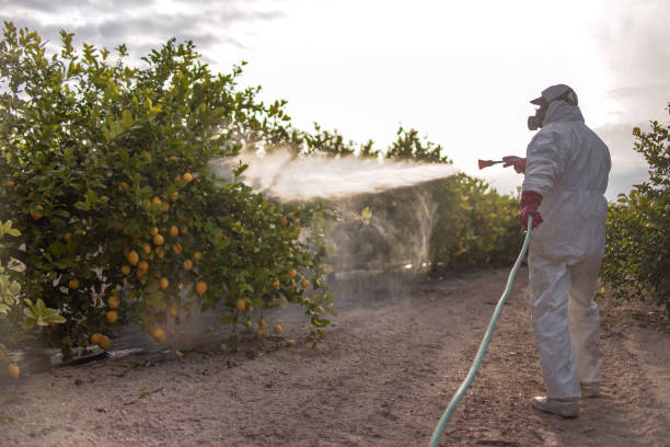 Best Bed Bug Extermination  in Wagener, SC