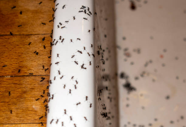 Best Pest Removal Services  in Wagener, SC