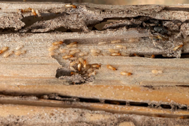 Best Termite Control Services  in Wagener, SC